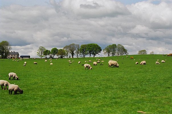 f eire 410flm